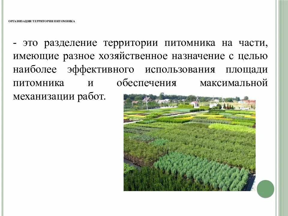 Круговой лесной питомник. Калькуляция площади. Временный питомник. Посевное отделение питомника. Питомник растений ёлы-палы тольятти.