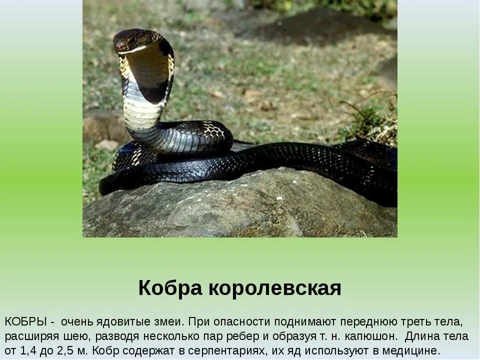 Cobra перевод. Королевская Кобра ядовитые змеи. Королевская Кобра Аспиды. Королевская Кобра ядовитая. Королевская Кобра среда обитания.