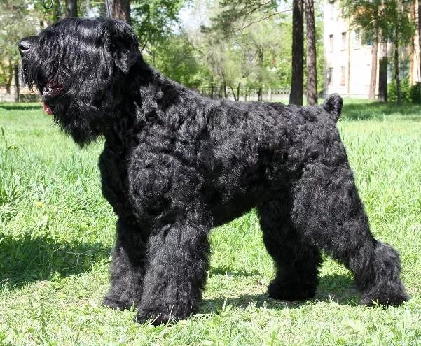 собака породы черная русская или собака сталина. чёрный терьер ермак. русский чёрный терьер портфолио. московский черный терьер. черныш черный терьер.