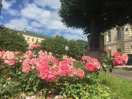 Розы петербурга