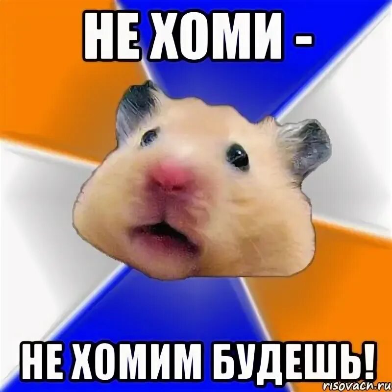 Хомяк мем крипта. Мемы с хомяками. хомячки мемы. хомяк мем. спасибо хомяк мэм.