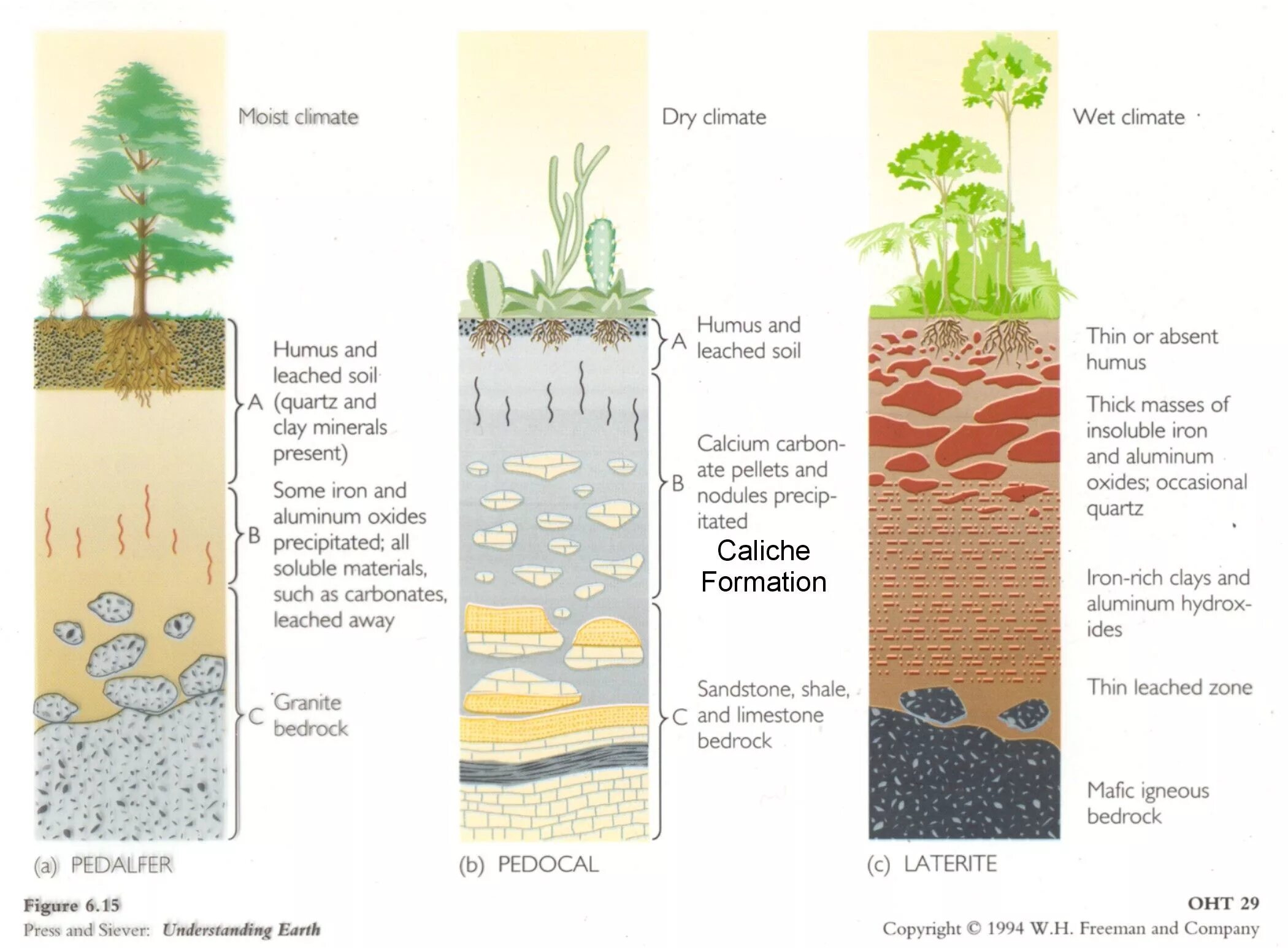 Vegetation and soils