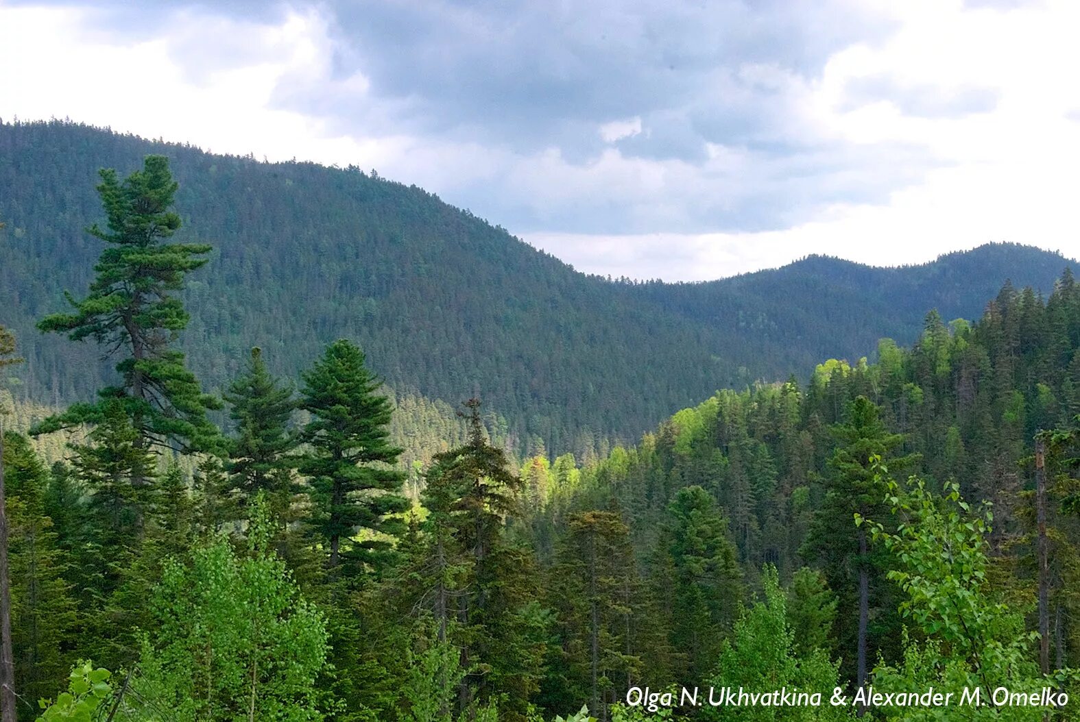 хвойно широколиственные леса приморья. гора ольховая приморский край фото. леса сихотэ-алинь. осенние сопки приморье. леса в приморском крае.