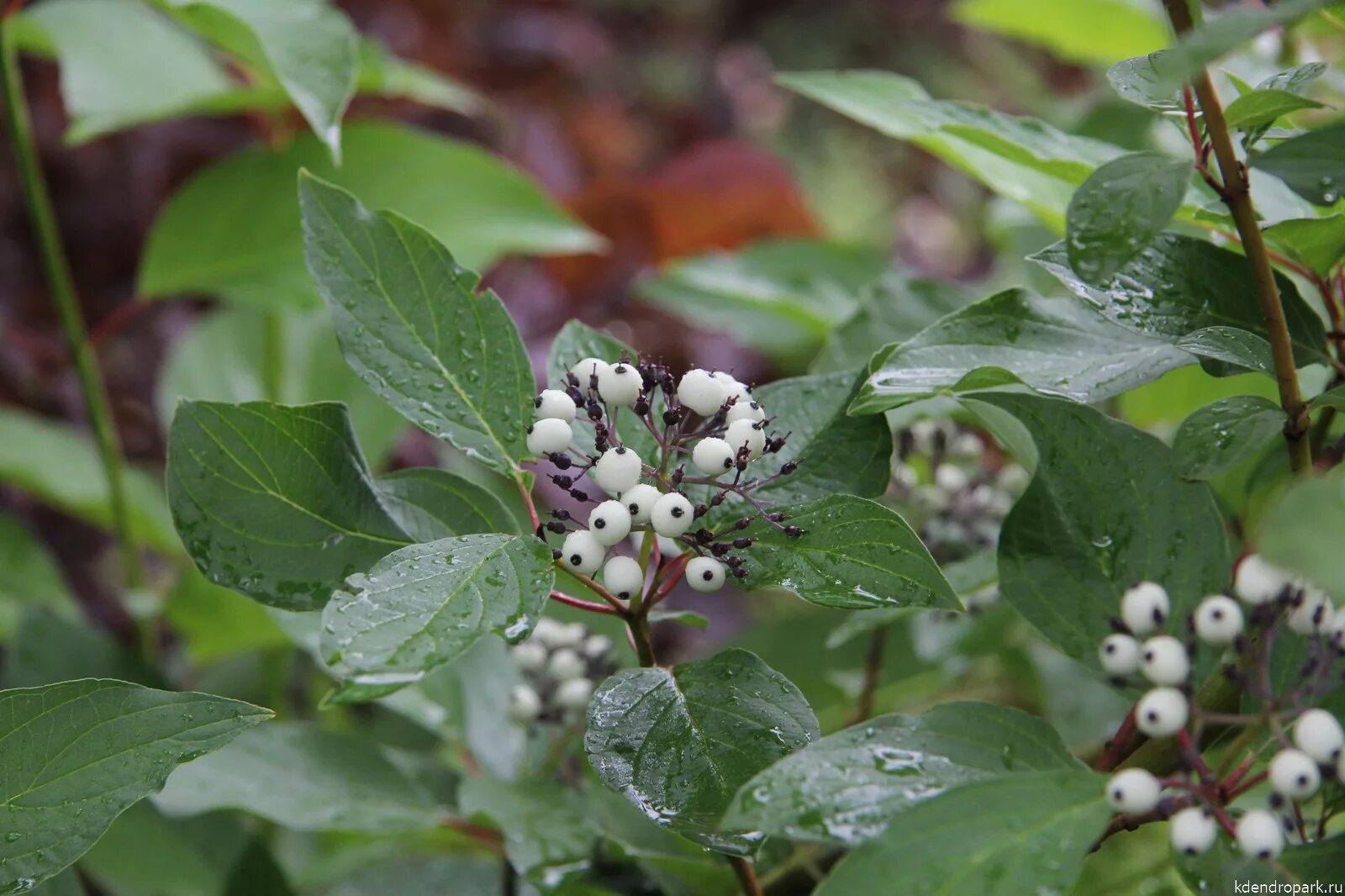 Дерен белый (Cornus Alba `Kesselringii`). Дерен Свидина.