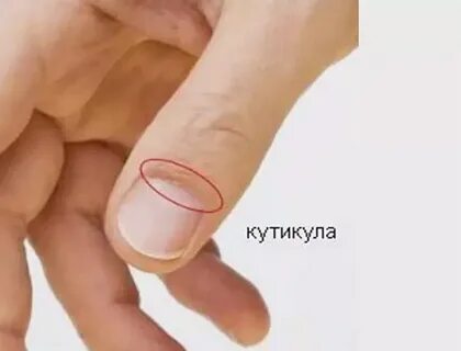 Кутикула что это