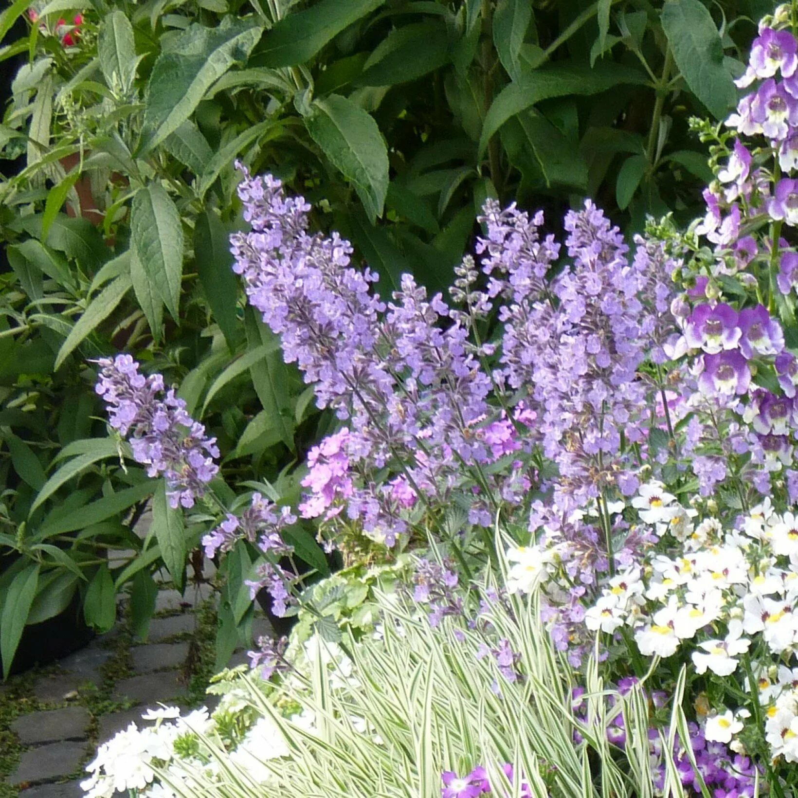 Котовник джуниор волкер. Котовник непета. Котовник фассена куст. Котовник жилковатый блю мун. Котовник фассена l;eybjh dfkrth.