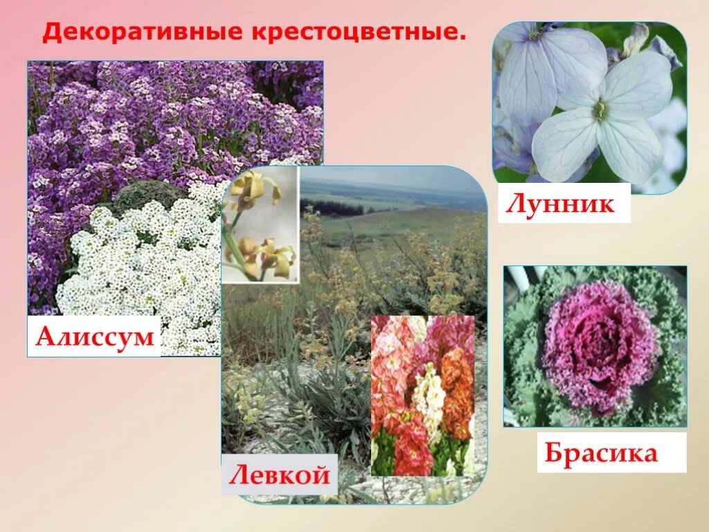 Декоративные крестоцветные растения примеры Какое значение имеют растения семейства крестоцветные: найдено 59 изображений