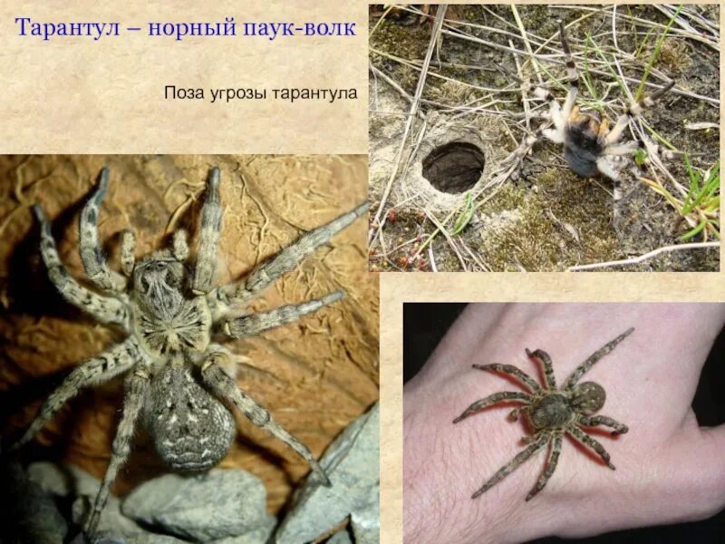 Тарантул место обитания. Тарантул паук волк. паук волк лучистый тарантул. норный паук. норный тарантул.