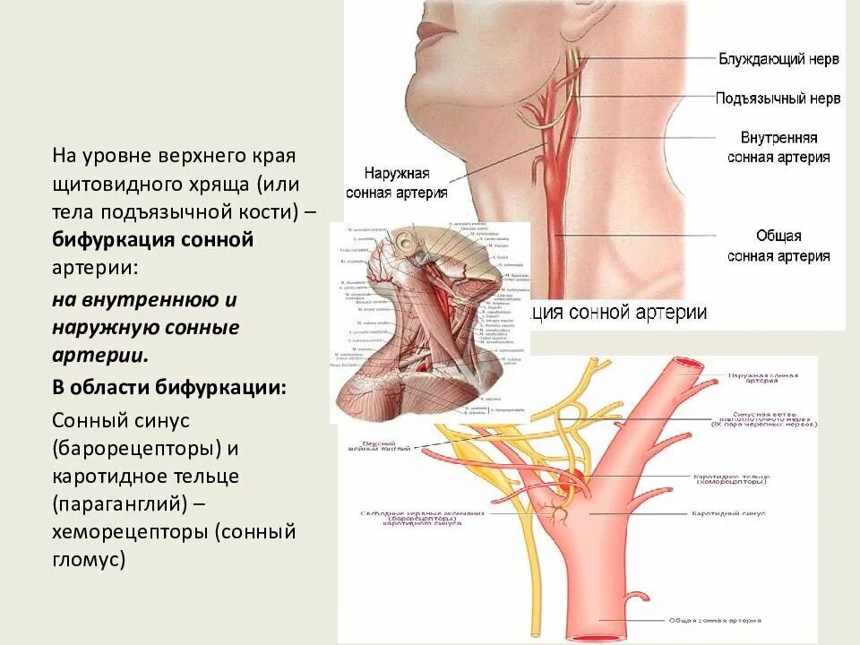 Где находится сонная артерия у мужчин. Левая Сонная артерия кровоснабжает. Общая Сонная артерия топография. Сонная артерия яремная Вена блуждающий нерв. Область бифуркации общей сонной артерии.