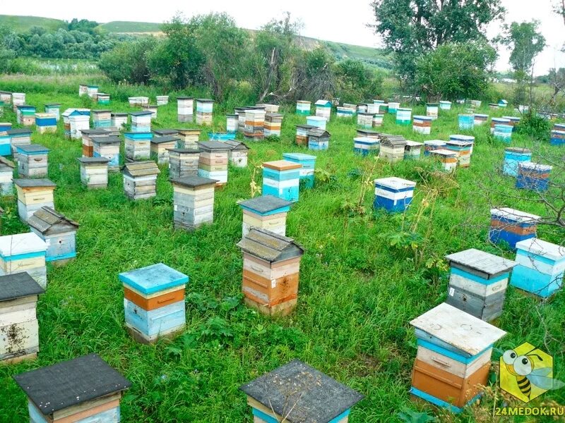 Пчелы купить в нижегородской. Пчелы ульи пасека. Промышленные пасеки ульи рута. Пасека Старчевских. Современная пасека.