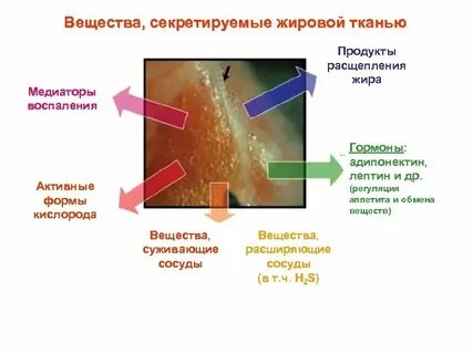 Воспаление жировой ткани