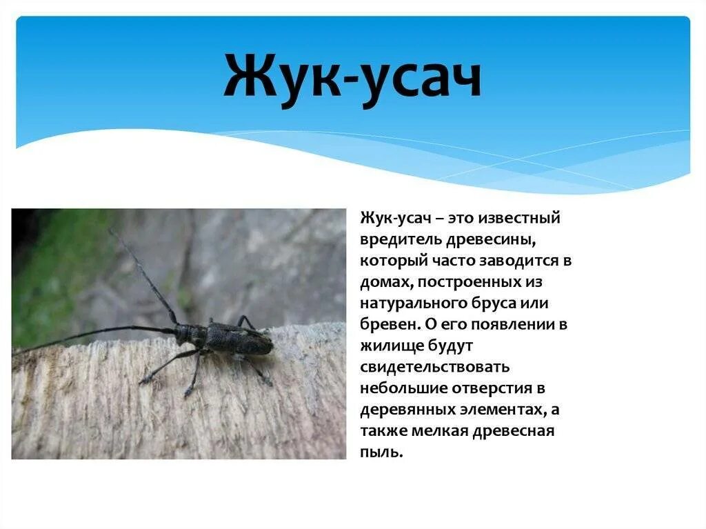 Какие отношения между осиной и усачем