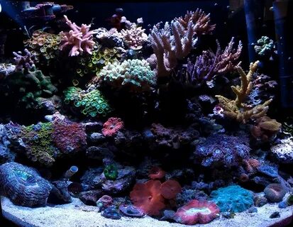 Aquari