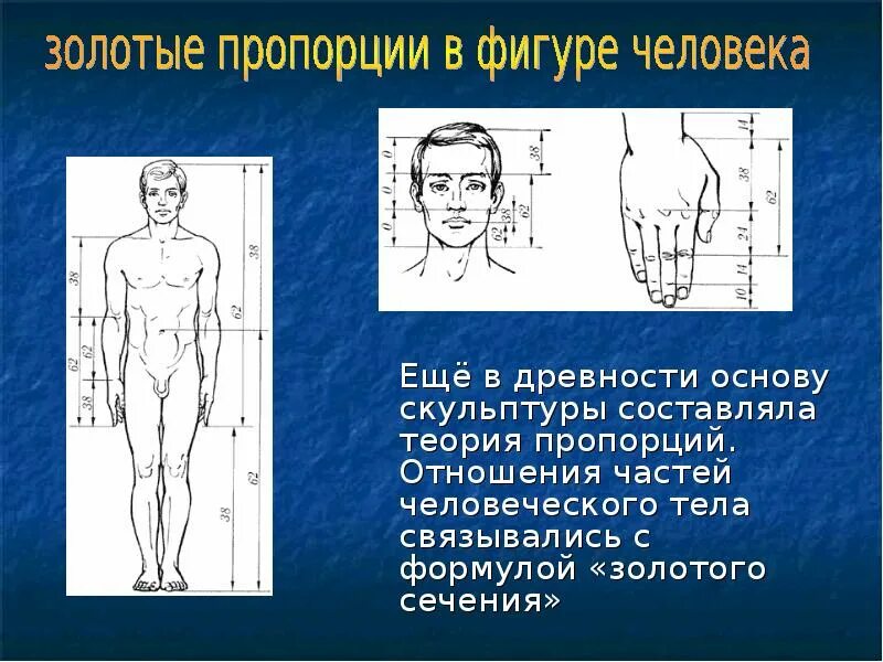 Золотое сечение в пропорциях человеческого тела. Золотое сечение пропорции человеческой фигуры. Золотое сечение в древности. Золотые пропорции в фигуре человека еще в древности.