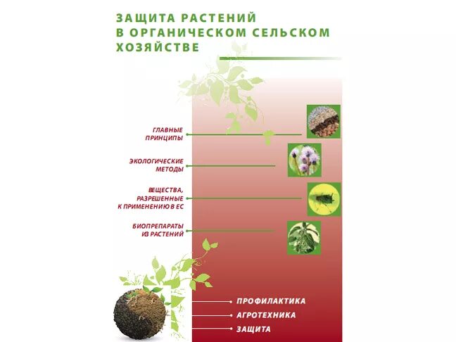 Методы охраны растений. Защита растений. Защита растений в органическом сельском хозяйстве. Профилактика растений. Схема защиты растений.