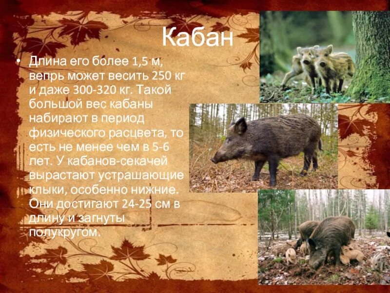 Сколько весит месячный поросенок стандарт Поросята Саввушкин Двор