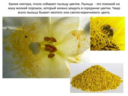 Зачем нужен нектар