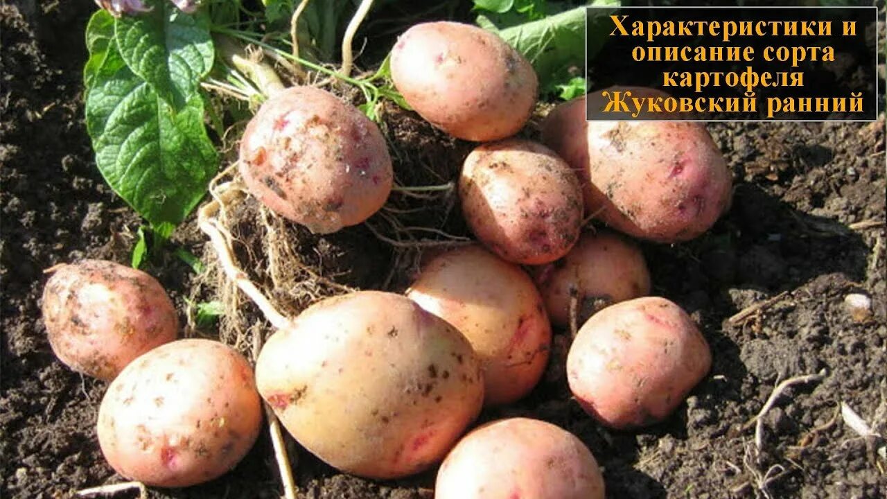 Жуковский ранний картофель характеристика. Жуковская сорт картофеля. Картофель Жуковский ранний. Картофель Жуковский фото. Картофель американка описание сорта.