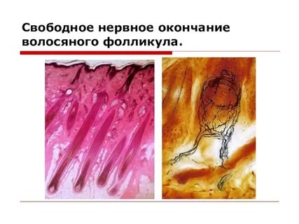 Рецепторы волос