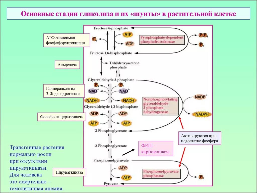 Растительная клетка обмен веществ. Окислительная стадия гликолиза. Основной этап гликолиза. Гликолиз у растений схема.