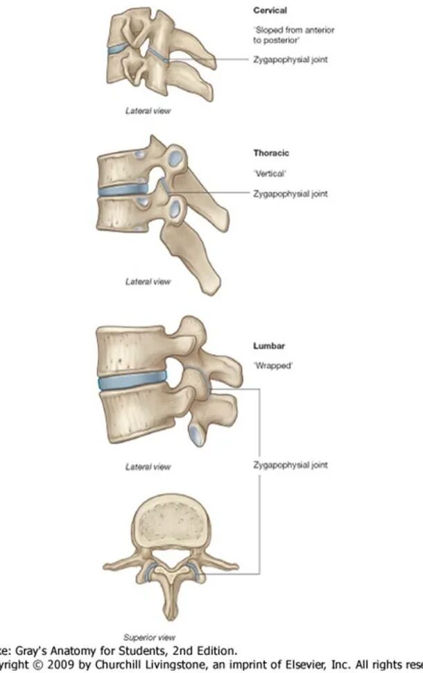 Соединения позвонков анатомия дугоотростчатые суставы. Дугоотросчатые суставы позвоночника поясничного отдела. Дугоотросчатые суставы позвоночника анатомия. Дугоотростчатые суставы позвонков поясничного отдела.