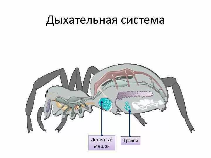 Строение дыхательной системы паукообразных. Строение дыхательной системы паука. Дыхательная система паука крестовика. Дыхательная система членистоногих рисунок. Речной рак дышит трахеями