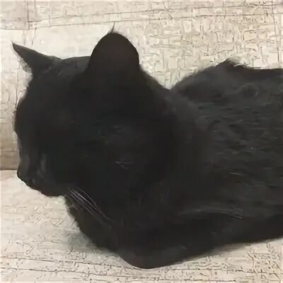 Кошка екатерины 2
