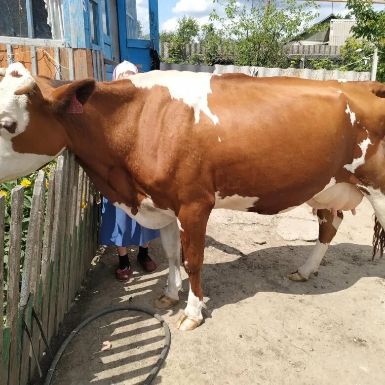 Айширки телята. Коровы в Курске. Как купить корову. Фото айширок.