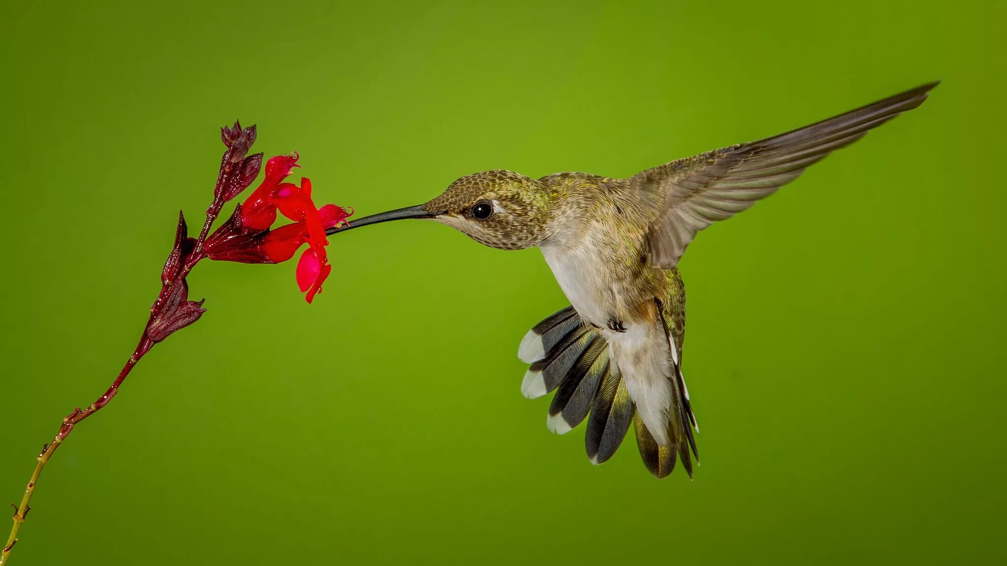 чучело колибри. Mellisuga helenae. колибри пьет. колибри фото. колибри (подотряд).