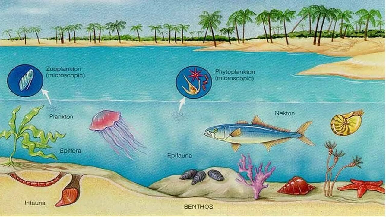 Планктон Нектон бентос. Водная среда бентос планктон Нектон. Бентос планктон Нектон Литораль. Бентос Планкитон Пентон.