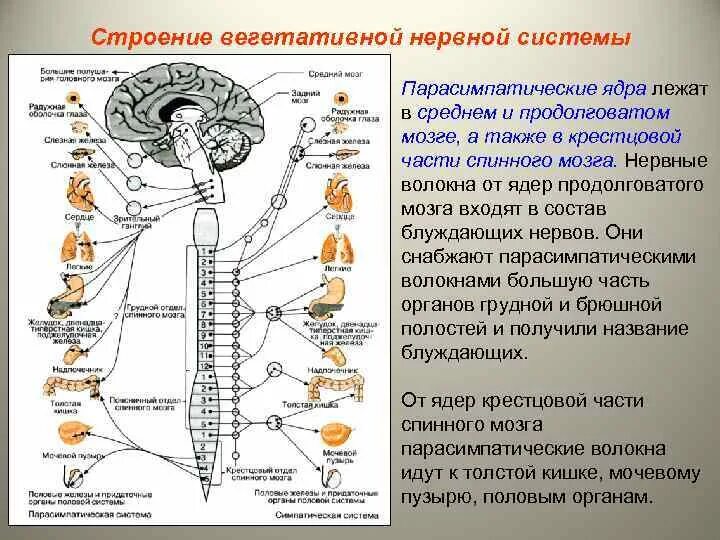 Нервная регуляция вегетативной системы функции. Центры вегетативной нервной системы спинного мозга. Строение симпатической части вегетативной нервной системы. Вегетативная нервная система системы органов. Вегетативная парасимпатическая нервная система строение и функции.