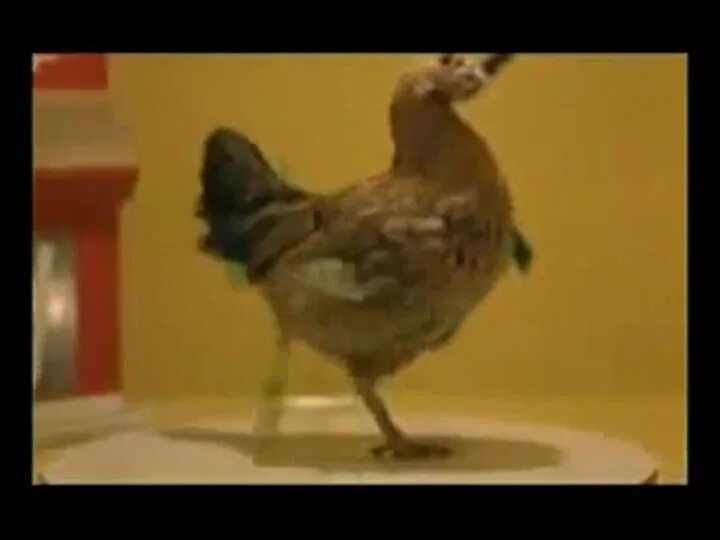 Танец курочки. Танец курицы. Танец цыплят. Танец курица с цыплятами. Танцующая курица.