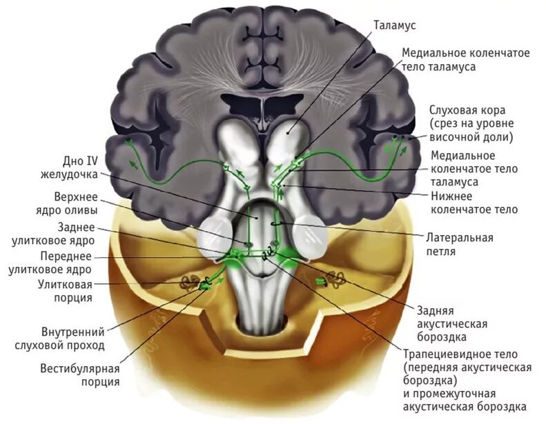 Ядра моста мозга. Латеральная и медиальная петля мозга. Латеральное коленчатое тело промежуточного мозга. Коленчатые тела таламуса. Латеральные ядра таламуса.