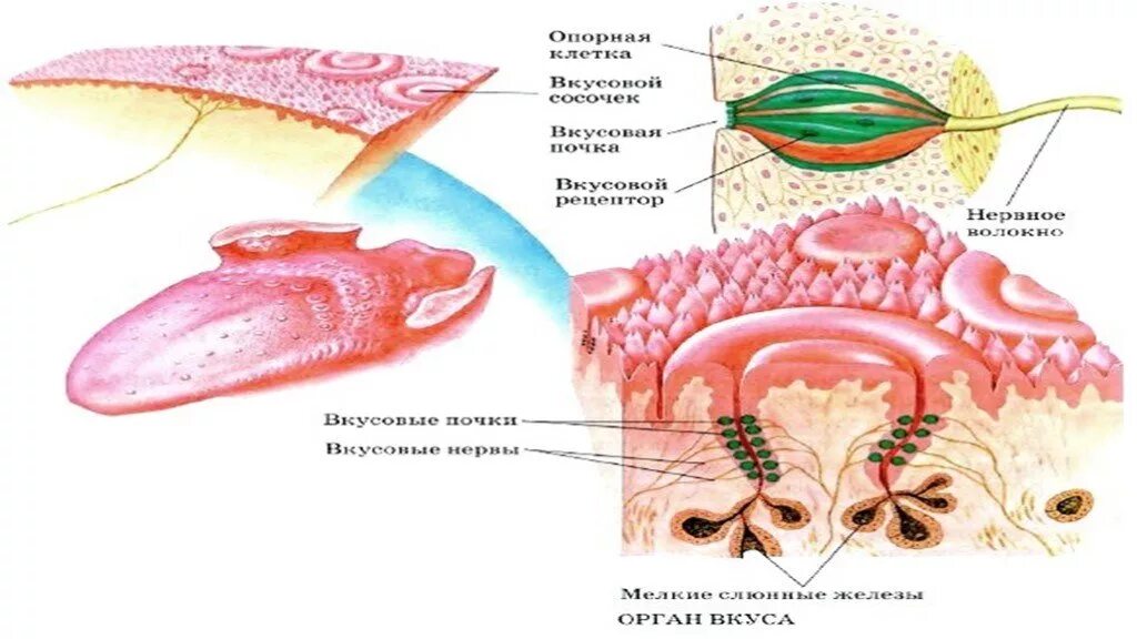 Рецепторы вкусовых ощущений