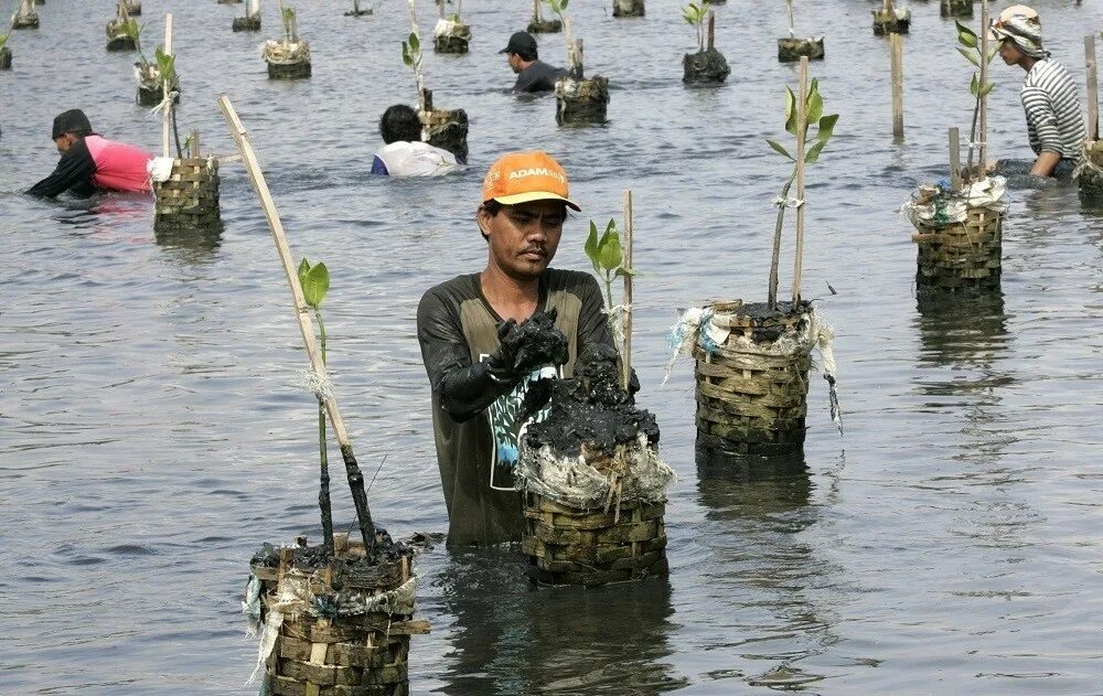 Amazon borneo congo