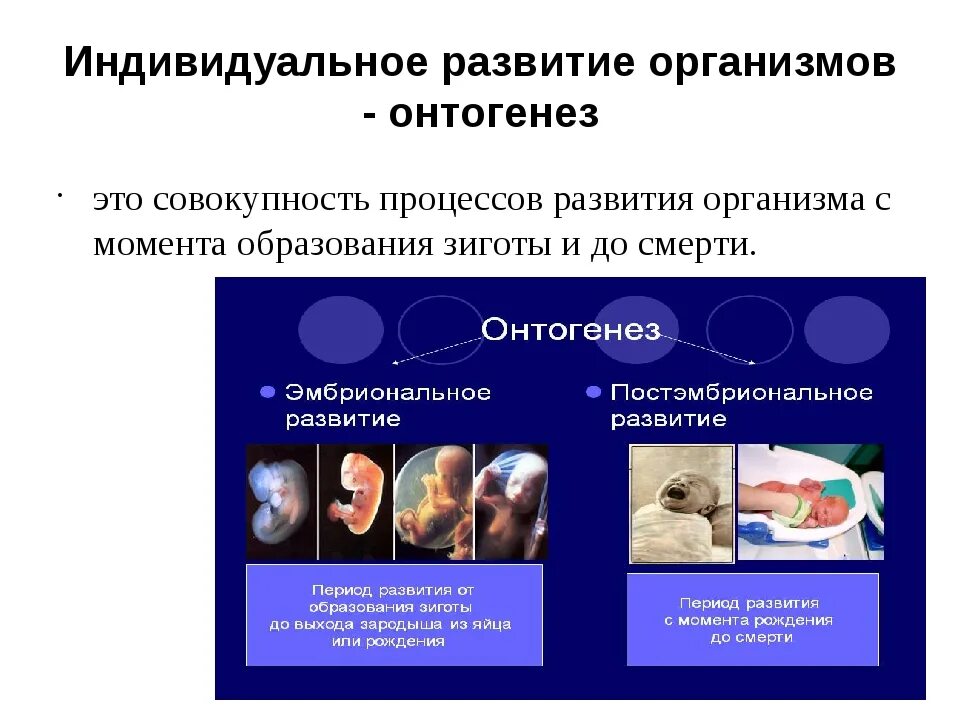 Этап раннего онтогенеза. Индивидуальное развитие организма. Индивидуальное развитие организма онтогенез. Индивидупльноеразвитие это. Размножение и индивидуальное развитие организмов.