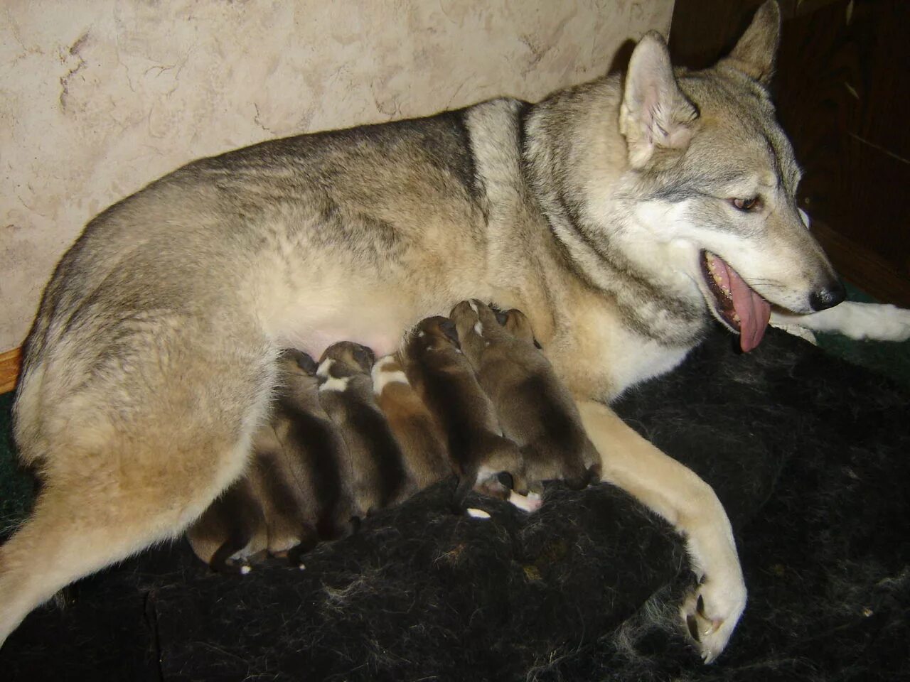 Западно сибирская лайка щенок 1 месяц. Беременная западно сибирская лайка. Сибирская лайка щенки 1 месяц. Западно сибирская лайка. Западно сибирская лайка щенок 1 месяц.