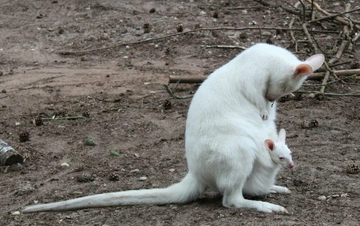 Появление в потомстве альбиноса. Кенгуру альбинос. Дикая крыса альбинос. Кенгуру альбинос детеныш. Бобер альбинос.