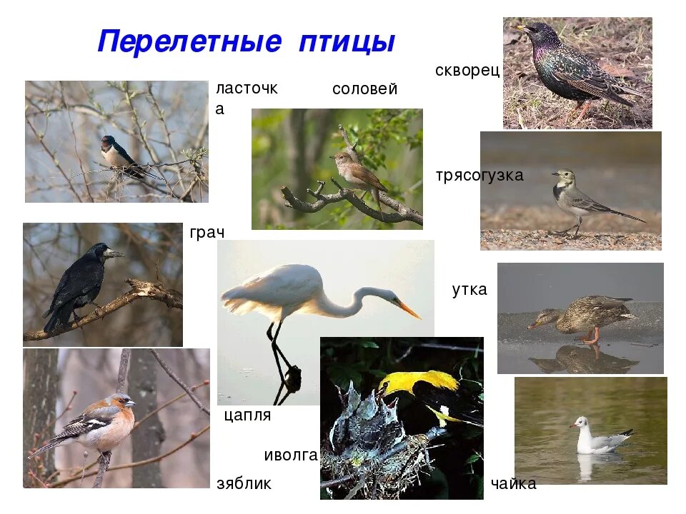 Грачи перелетные птицы или нет. Перелетные птицы. Перелетные птицы России. Перелетные птицы и их названия. Перелётные птицы Ленинградской области для детей.