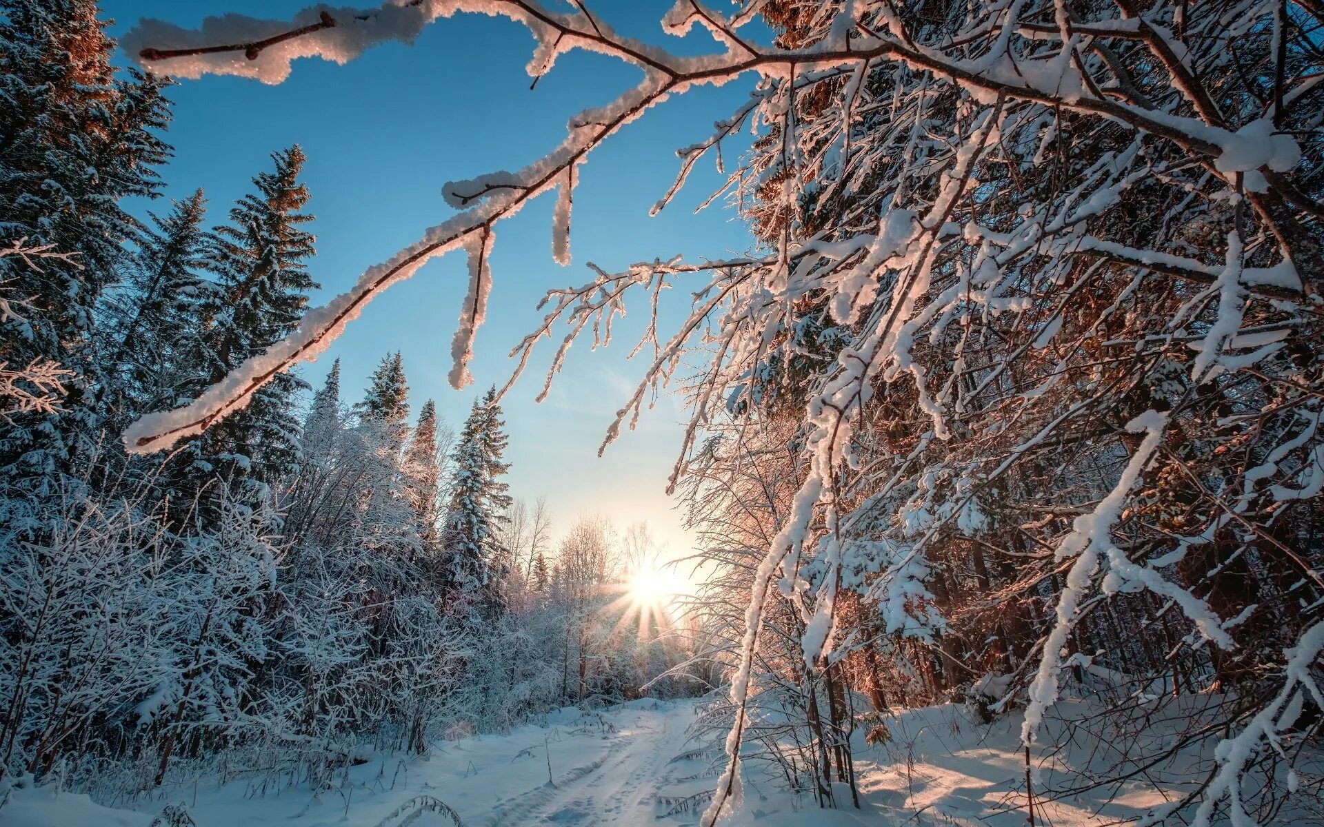 Фото зимы в лесу