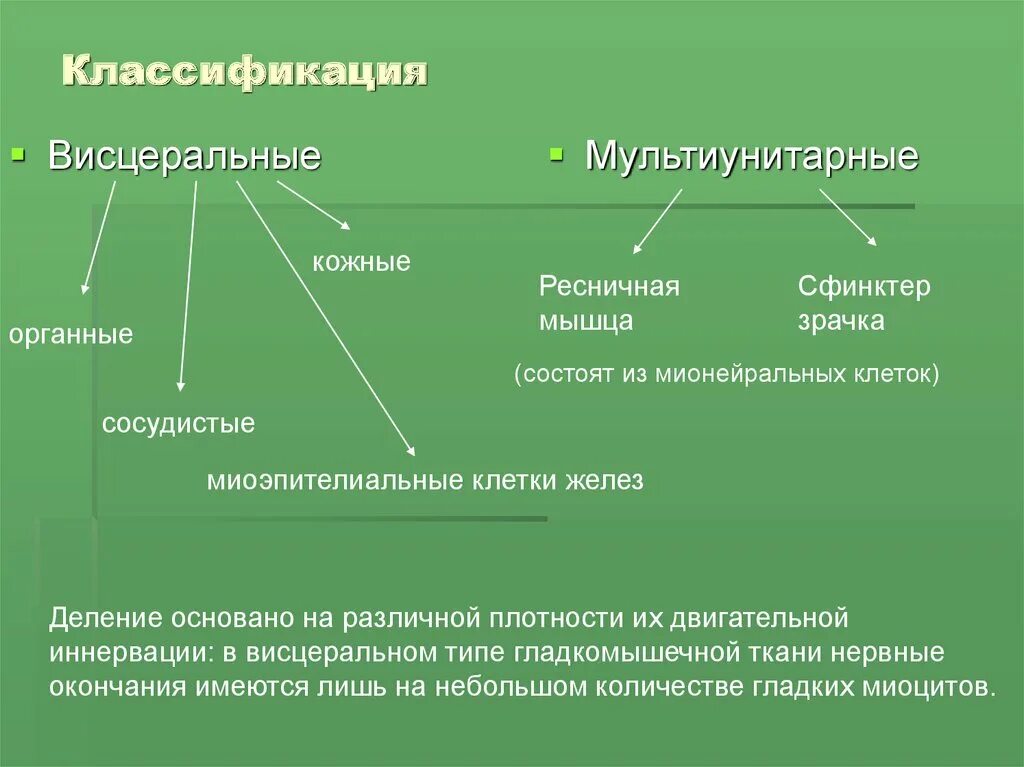 Унитарные и Мультиунитарные гладкие мышцы. Классификация гладких мышц. Мультиунитарные гладкие мышцы. Унитарные и Мультиунитарные гладкие мышцы физиология. Возбудимость и сократимость обладает клетки