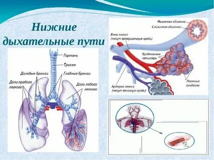 Связь с верхним и нижним