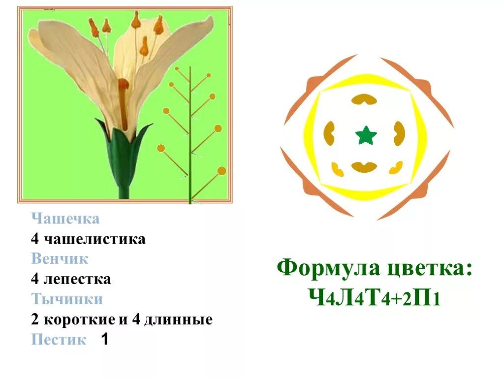 Формула ч л т п. Формула цветка ч4л4т4+2п1 характерна для. Формула цветка ч4л4т4+2п1. Диаграмма цветка ч4л4т2+4п1. У какого растения формула цветка ч4л4т2+4п1.