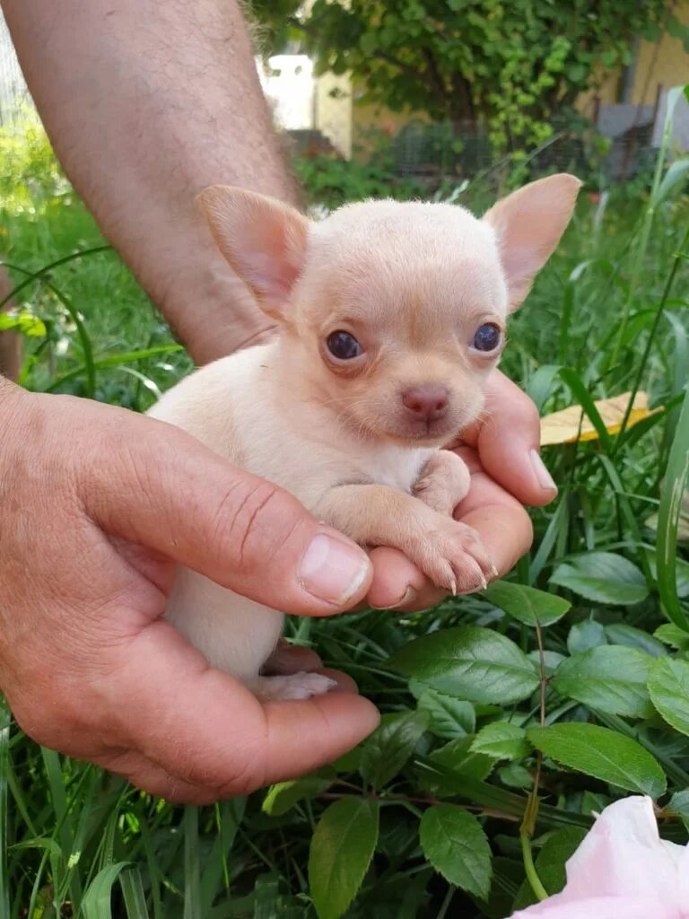 Чихуахуа девочку мини. Собачки чихуахуа мини. Чихуахуа девочку мини. Чихуахуа купить в волгограде. Чихуахуа мини белый.