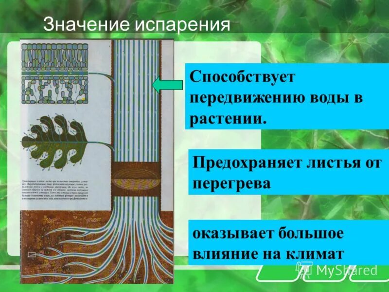 Хранение продуктов жизнедеятельности растительной