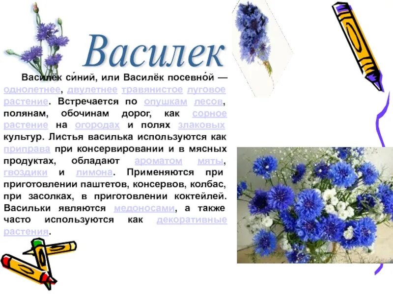 Описание цветка василька. Сообщение о синем васильке. Василёк синий описание растения.