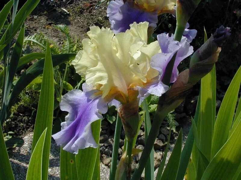 Сайт iris. Ирис сибирский (iris sibirica) `blue moon`. Ирис 'acropole. Ирис гибридный. Ирис германский "alpine castle".