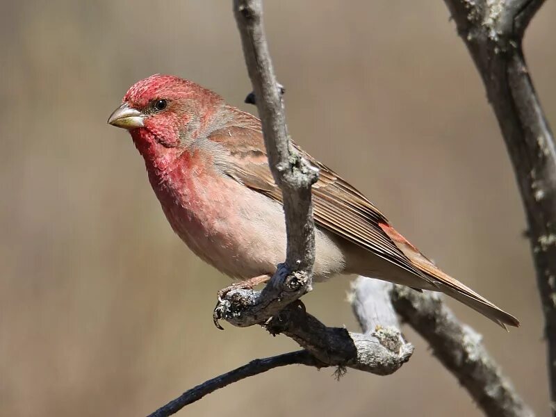 Carpodacus erythrinus. Carpodacus ferreorostris. Carpodacus Vinaceus. Carpodacus rodochroa.