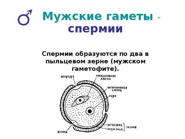 Как называются женские гаметы. Мужские гаметы спермии. Мужские половые клетки спермии. Мужская половая клетка — спермий.. Спермий пыльцевого зерна.