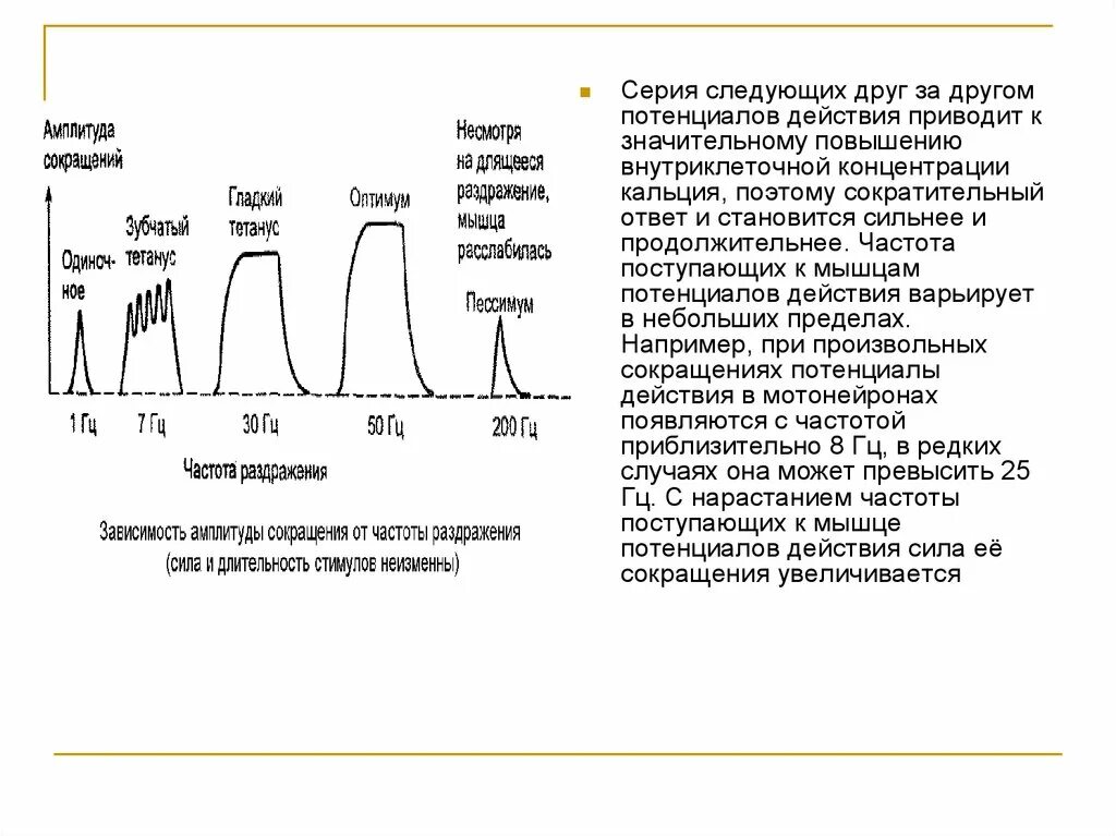 Зависимость амплитуды мышечного сокращения от частоты раздражителя. Зависимость амплитуды мышечного сокращения от силы раздражителя.. Зависимость амплитуды мышечного сокращения от частоты. Зависимость амплитуды сокращения от частоты раздражения. При действии каких сил уменьшение